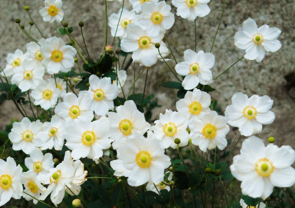 Japanische Herbstanemone (Anemone hupehensis var. japonica)