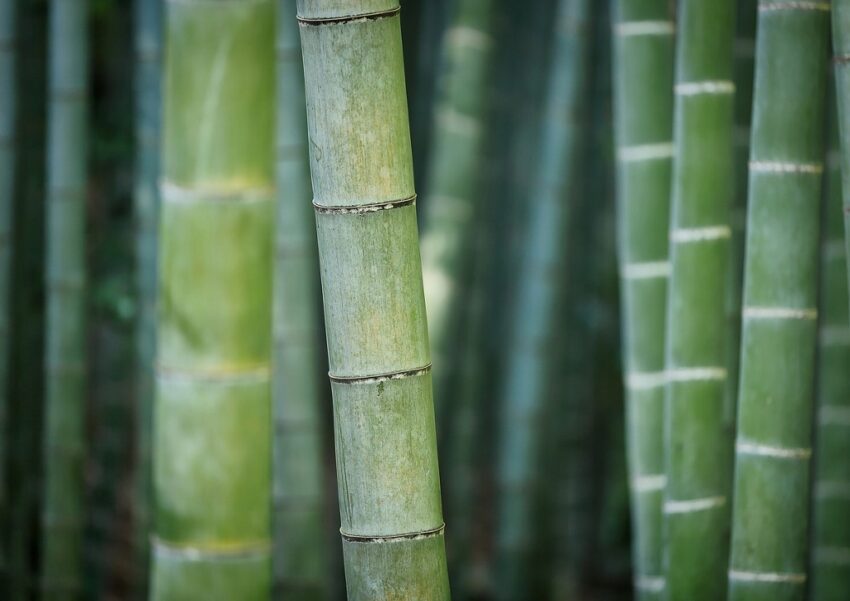 Bambus, Bambusoideae, Bambuspflanze, Moso-Bambus, Phyllostachys edulis