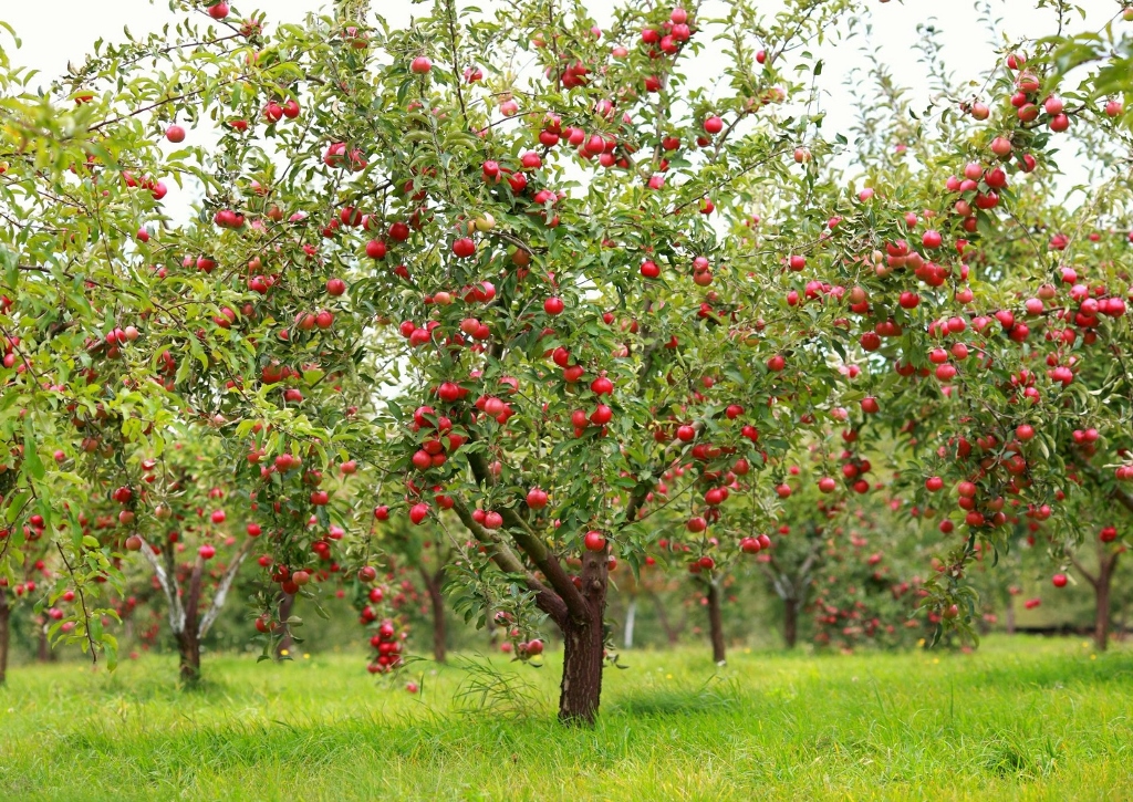 Baumschnitt, Bäume schneiden, Obstbäume, Obstgarten