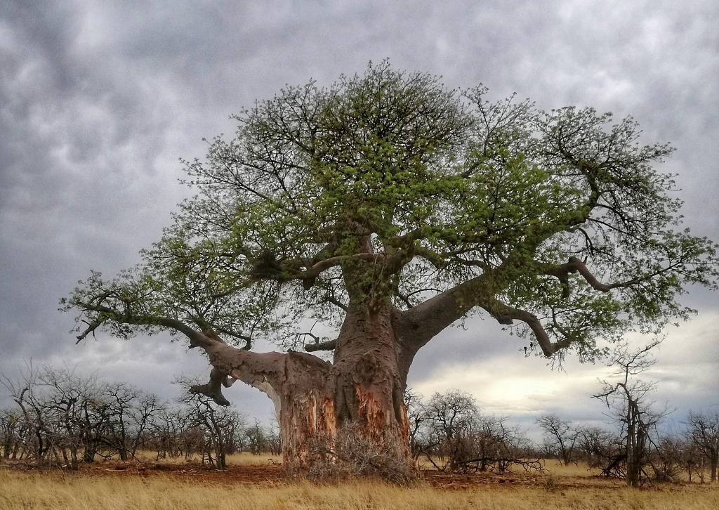 Affenbrotbaum, Afrikanischer Affenbrotbaum, Baobab, Adansonia digitata