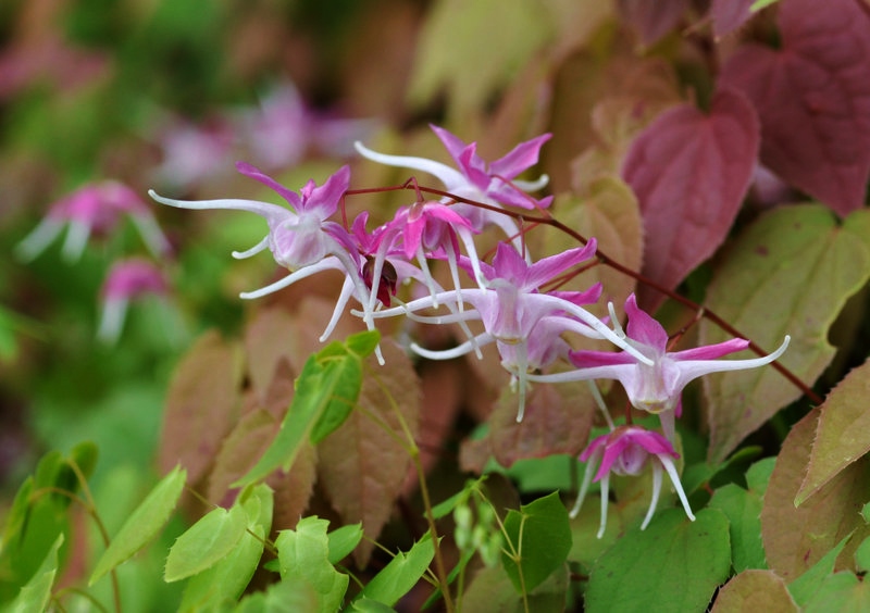 Epimedium, Epimedium rubrum, Rubin-Elfenblume, Galadriel