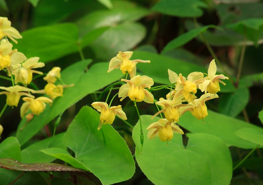 Elfenblume, Epimedium, gelbe Elfenblume