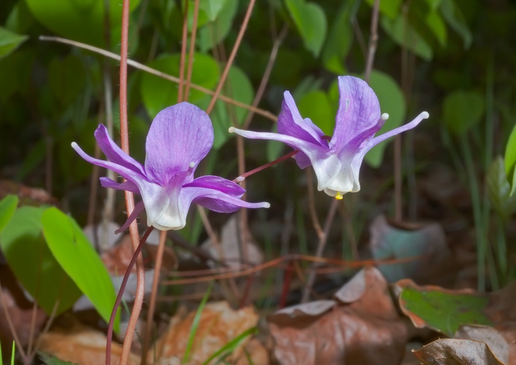 Elfenblume, Elfenblumen, Epimedium