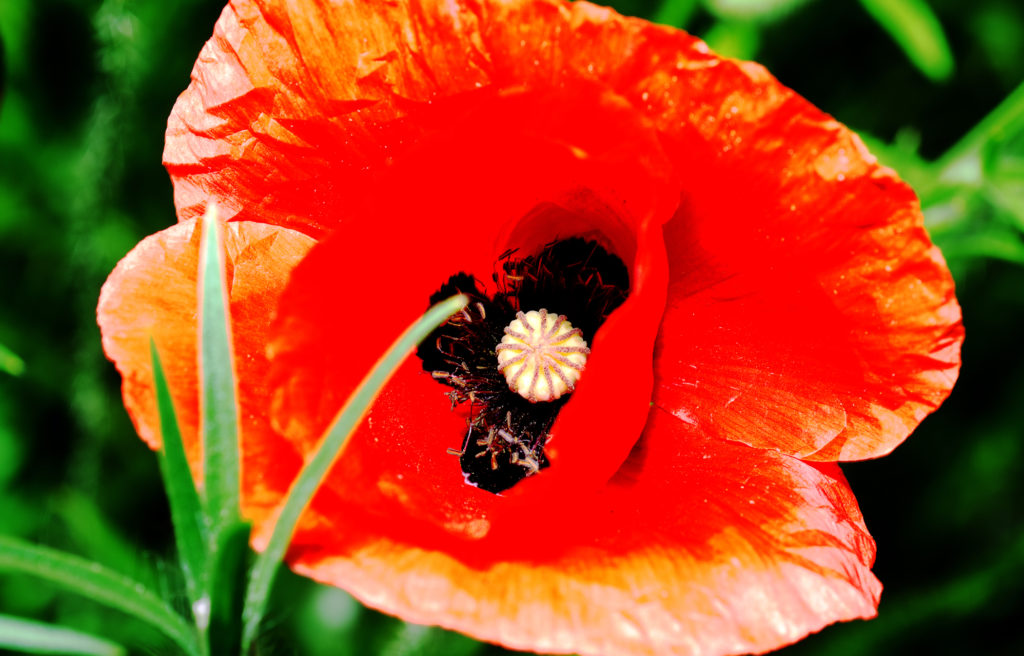 Schlafmohn, Mohn, Mohnblume, Mohngewächse, Papaver, Papaver somniferum