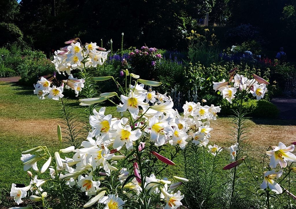 Liliengewächse, Lilie, Lilien, Lilium, Königslilie, Lilium regale, Botanischer Garten London, Royal Botanic Garden London