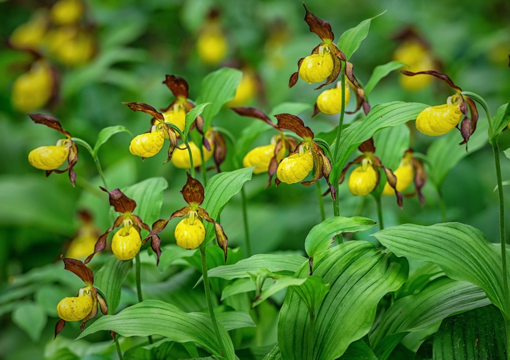 Frauenschuh pflanzen, Frauenschuh, Cypripedium, Gelber Frauenschuh, Cypripedium calceolus