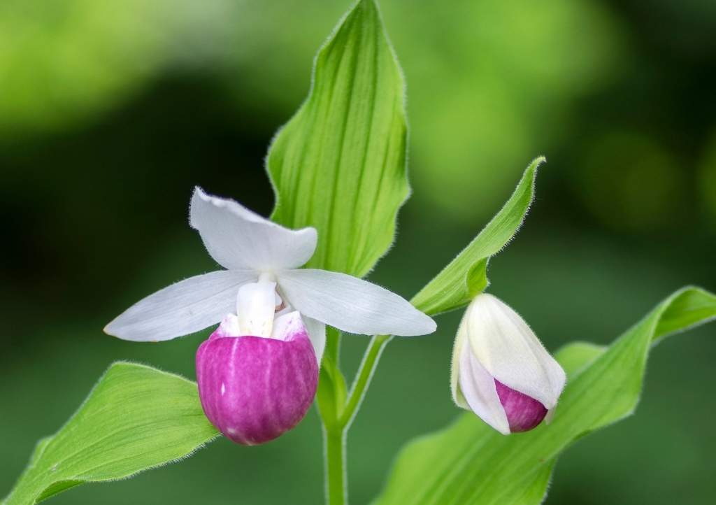 Frauenschuh, Königin-Frauenschuh, Cypripedium reginae