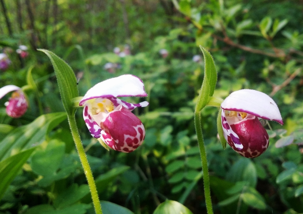 Frauenschuh pflanzen, Frauenschuh, Gesprenkelter Frauenschuh, Cypripedium guttatum