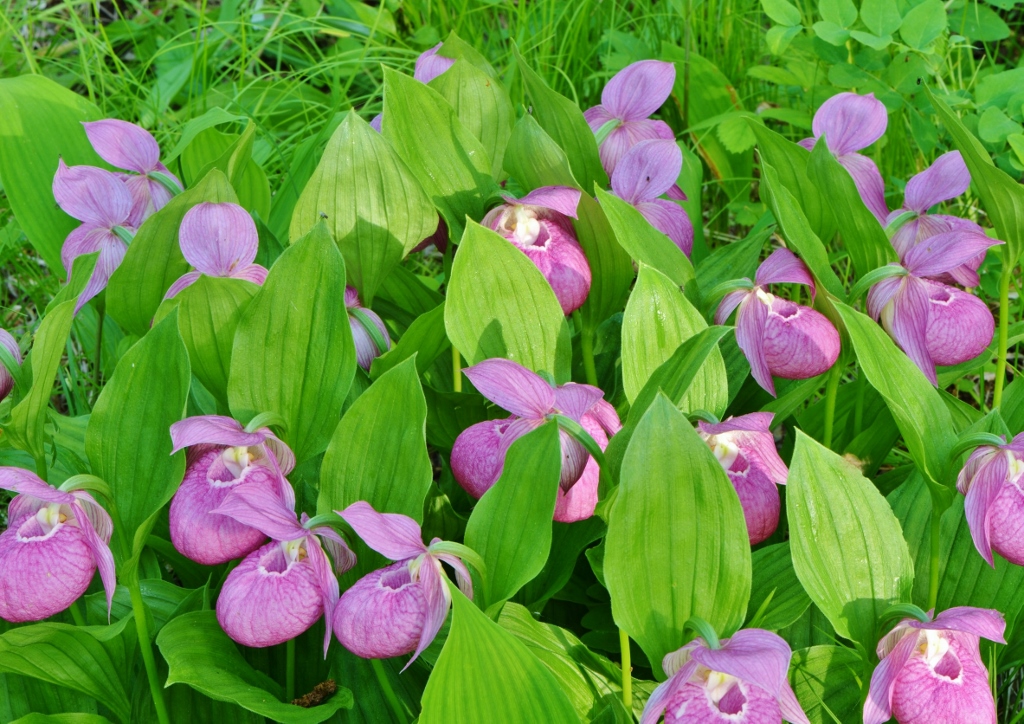 Frauenschuh, Cypripedium, Macra Pink