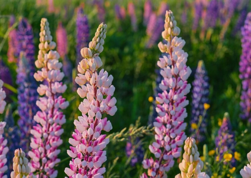 Lupine, Lupinen