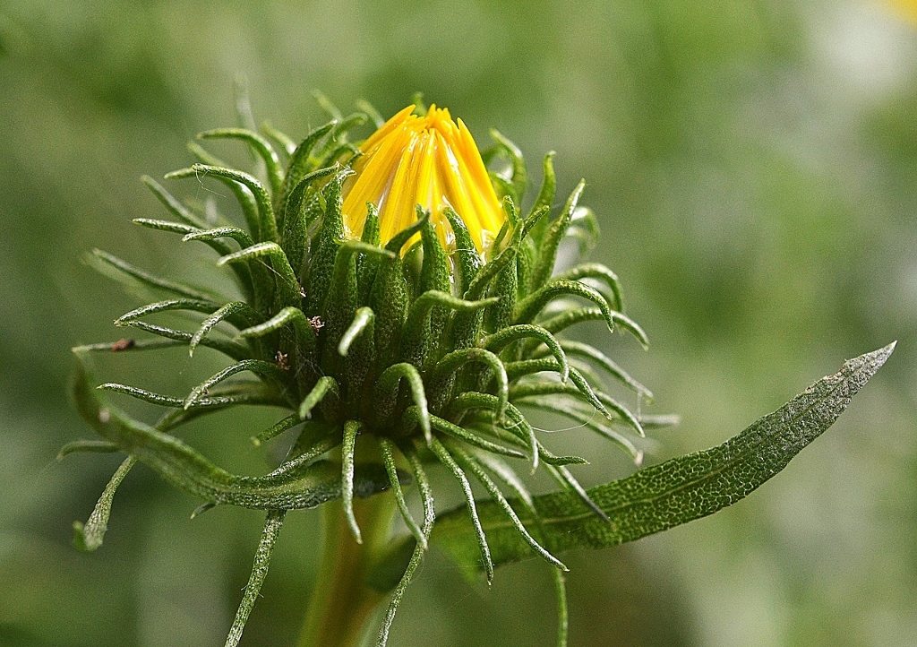 Grindelie, Grindelia, Grindelia robusta