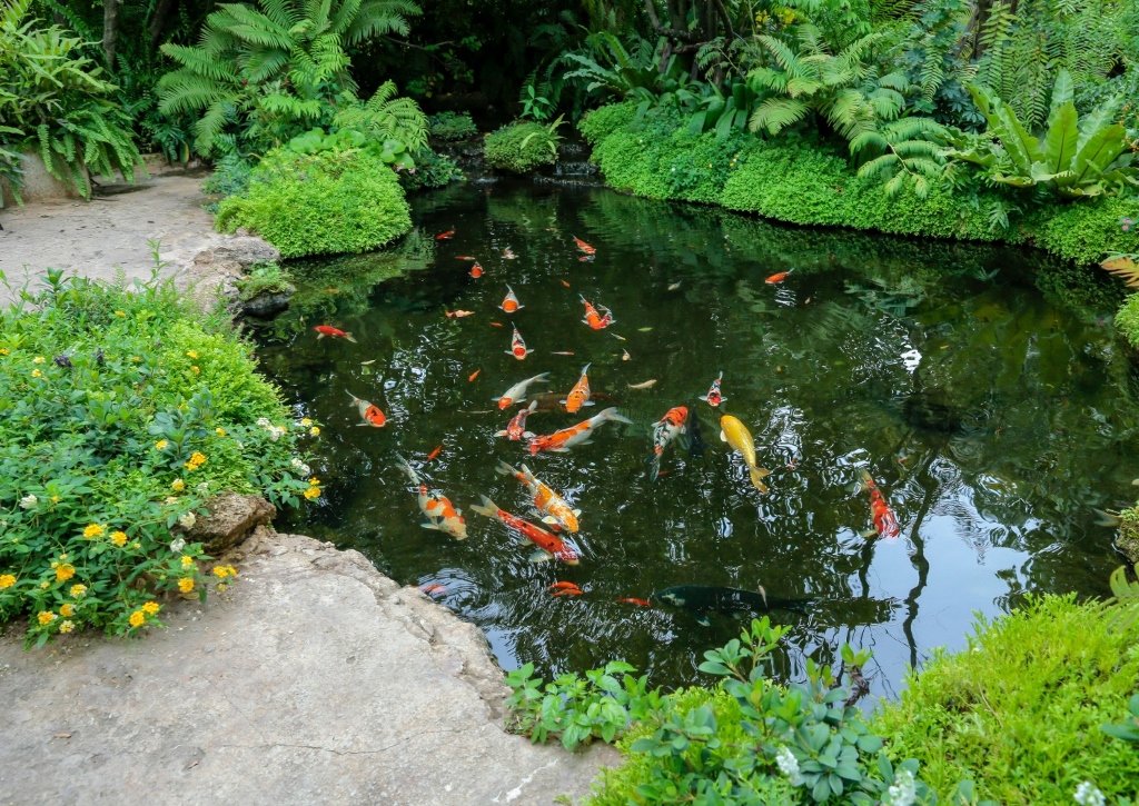 Japanischer Garten, Koiteich