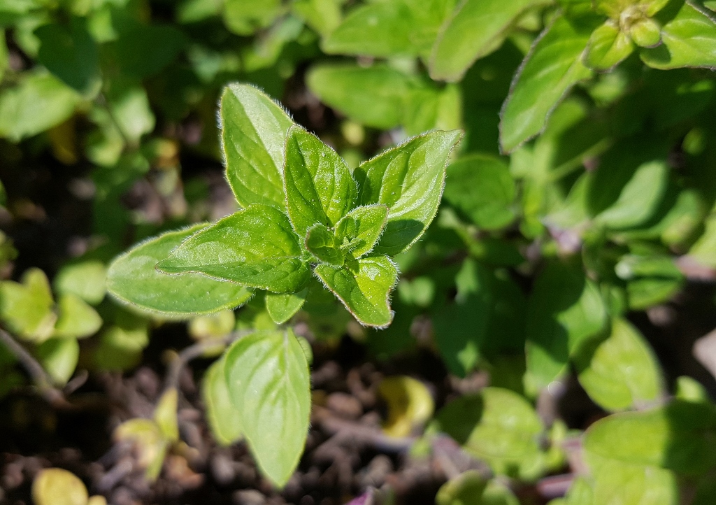 Oregano, Echter Dost, Gemeiner Dost, Origanum, Origanum vulgare