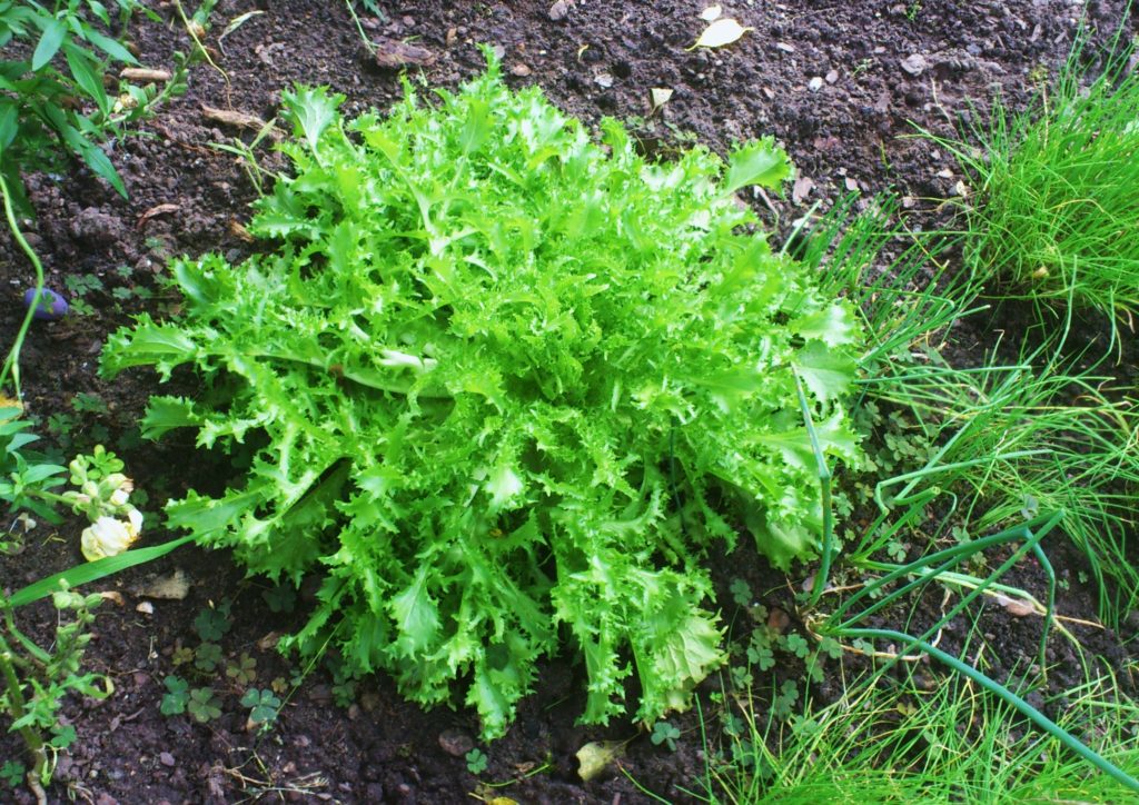 Wegwarte, Zichorie, Cichorium, Endivie, Cichorium endivia, Friseesalat, Frisée, Krausblättrige Endivie, Cichorium endivia L. var. crispum