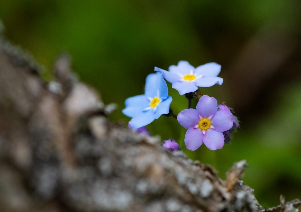 Himmelsherold, Eritrichium, Eritrichium nanum