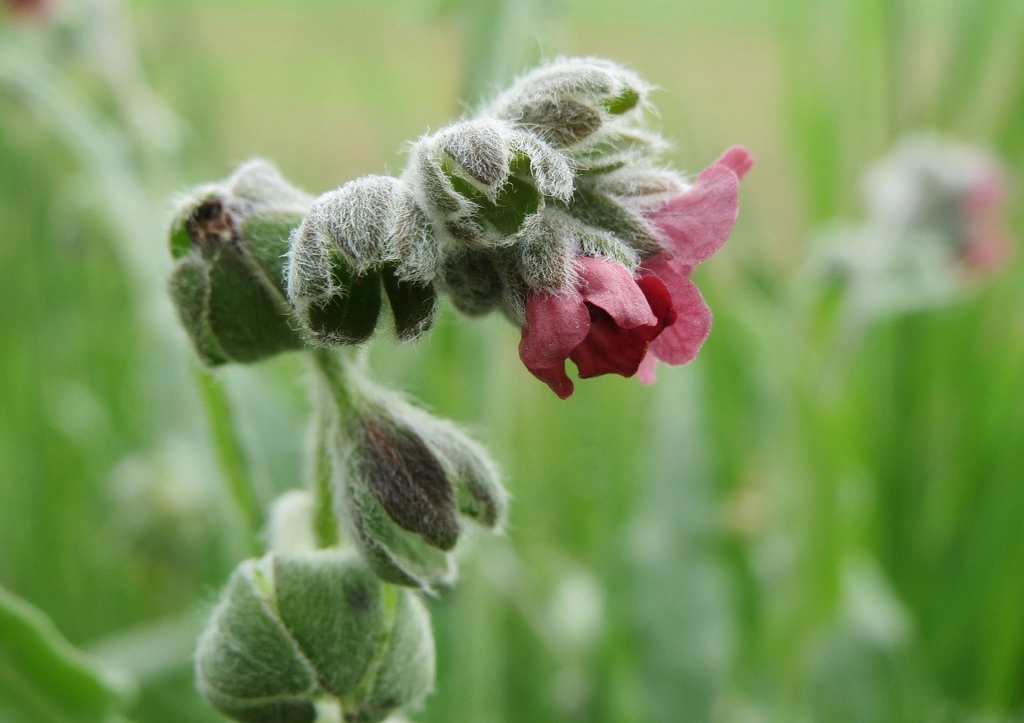 Hundszunge, Gewöhnliche Hundszunge, Cynoglossum, Cynoglossum officinale