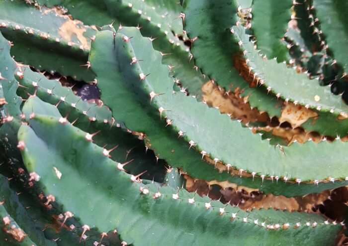 Kaktus, Kakteen, Scheinkaktus, Scheinkakteen, Maghrebinische Säulenwolfsmilch, Vierkantige Euphorbie, Euphorbia resinifera