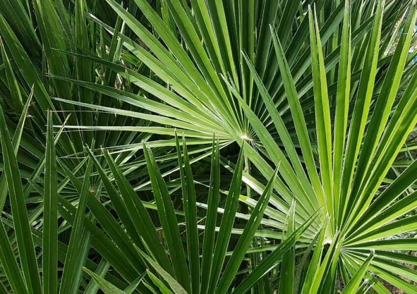 Palme, Palmen, Palmengewächse, Arecaceae, Fächerpalme, Hanfpalme, Trachycarpus, Livingston-Palme, Livistonia,