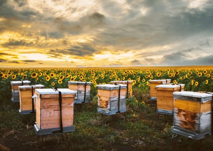 Bienen, Bienenweide, Bienenstock, Bienenschutz, Umweltschutz, Artenschutz, Nachhaltigkeit, Sonnenblumen