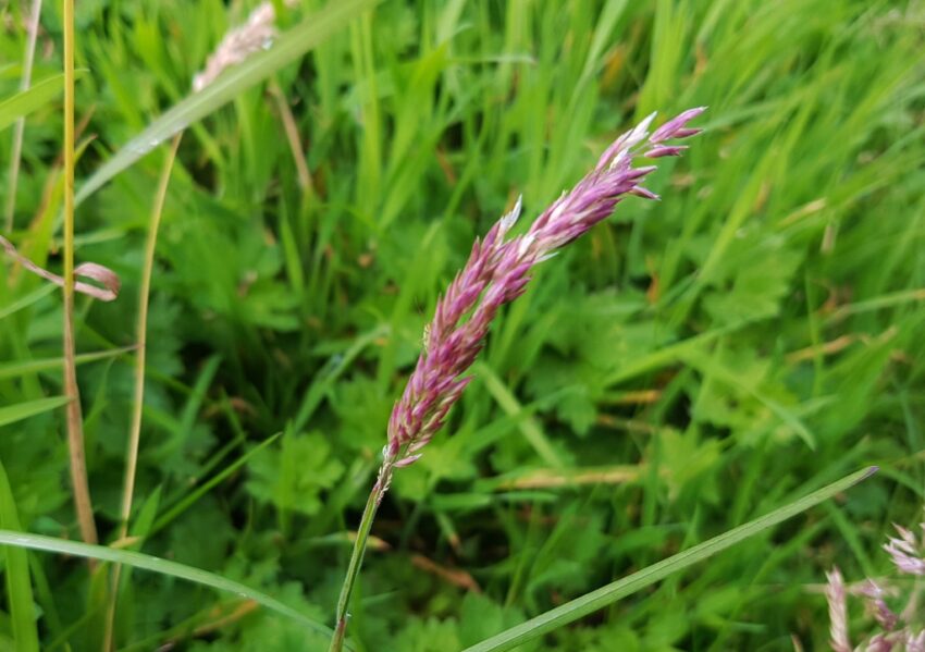 Futterwiese, Futterwiese anlegen, Schwingelgras, Festuca, Rotschwingel, Festuca rubra, Rotschwingel, Schwingelgras, Schwingel, Festuca