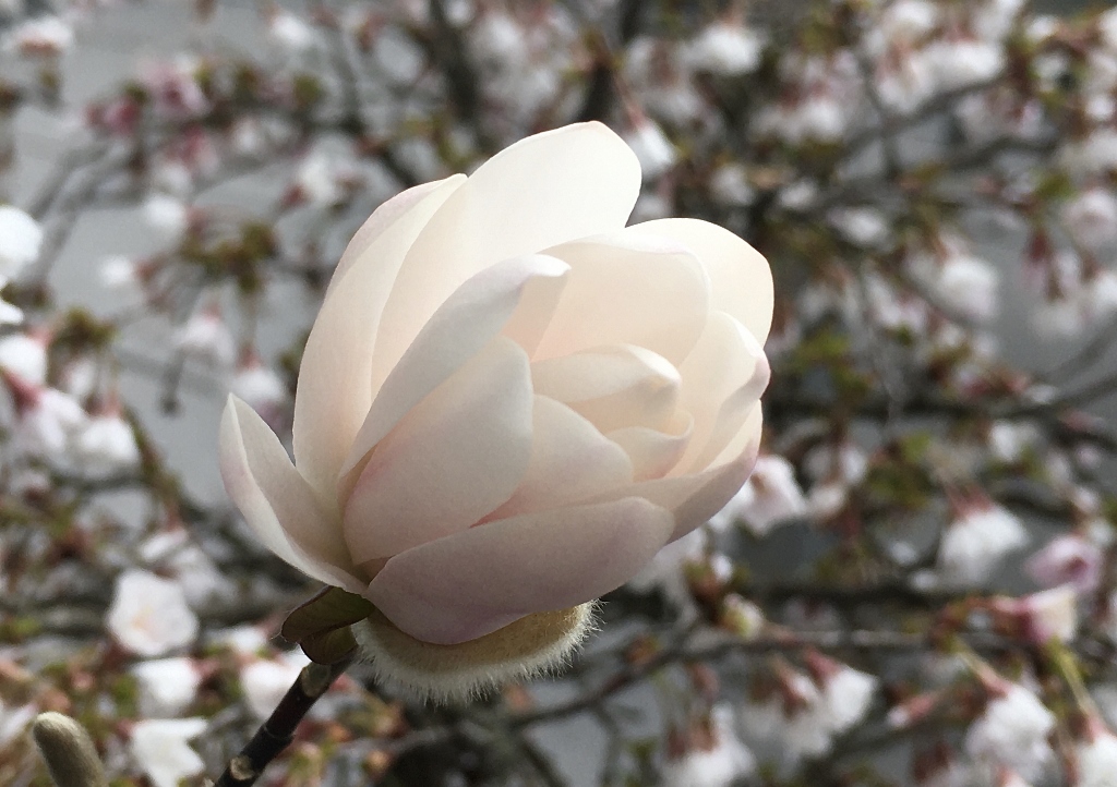 Magnolie, Weiße Magnolie, Magnolienbaum, Magnolia