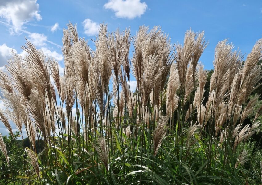 Schilf, Schilfrohr, Phragmites