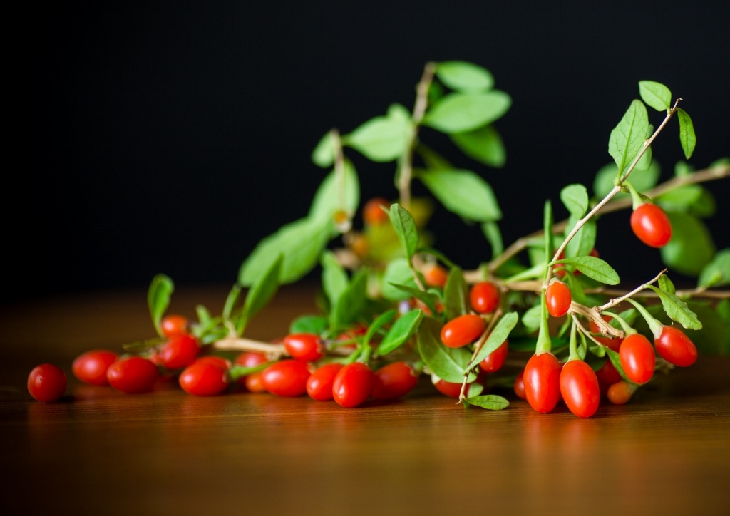 Goji-Beere, Goji-Beeren, Wolfsbeere, Wolfsbeeren, Bocksdorn, Lycium, Lycium chinense