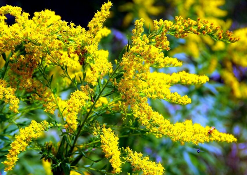 Goldrute, Goldrutenkraut, Solidago canadensis