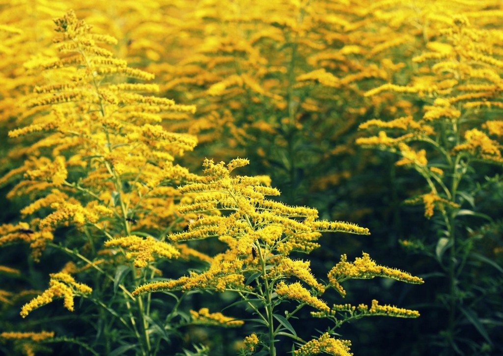 Goldrute, Solidago, Wirkung, Goldrutenkraut