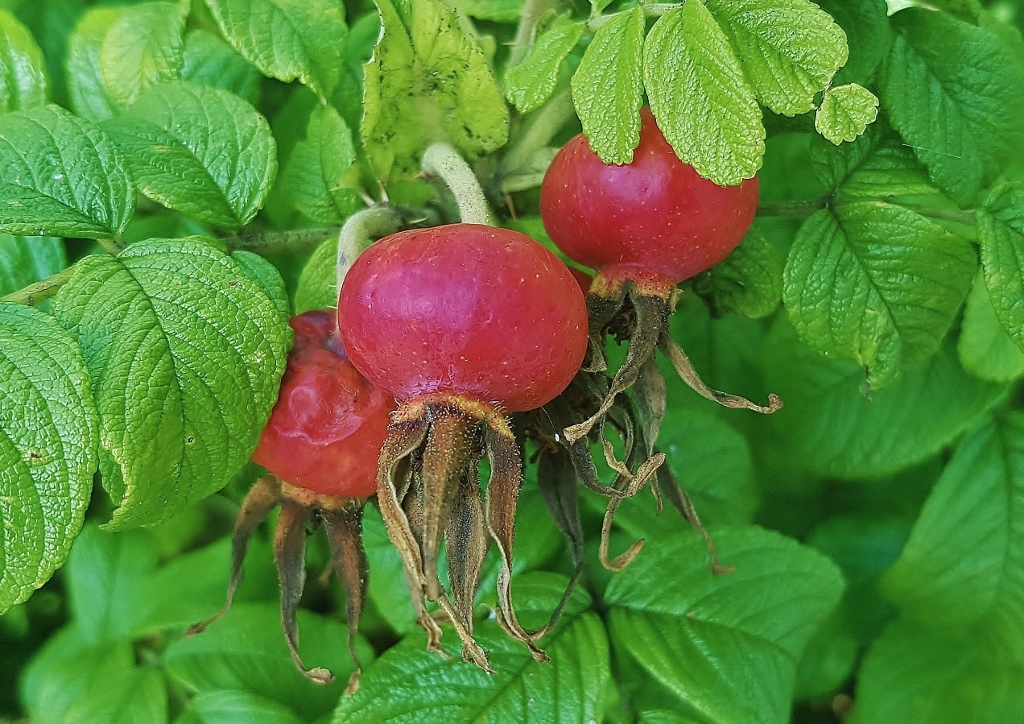 Japanrose, Kartoffelrose, Hagebutten