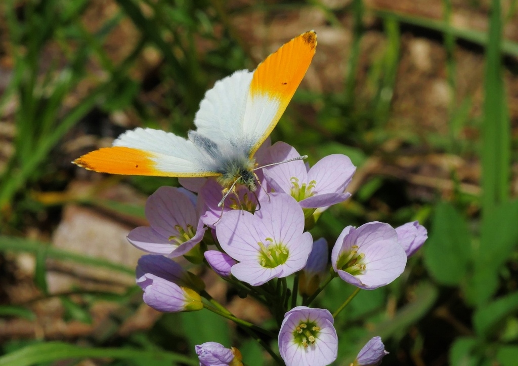 Wiesenschaumkraut, Cardamine pratensis, Aurorafalter