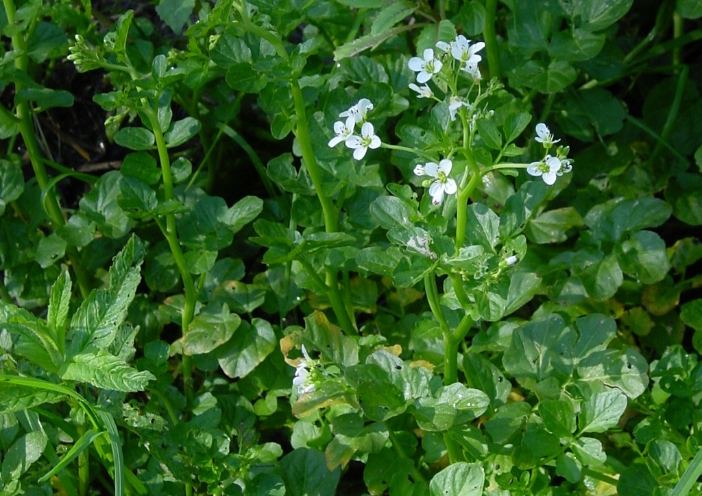 Bitteres Schaumkraut, Cardamine amara