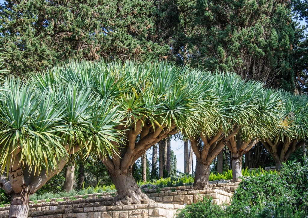 Drachenbaum, Dracaena, Drachenbäume