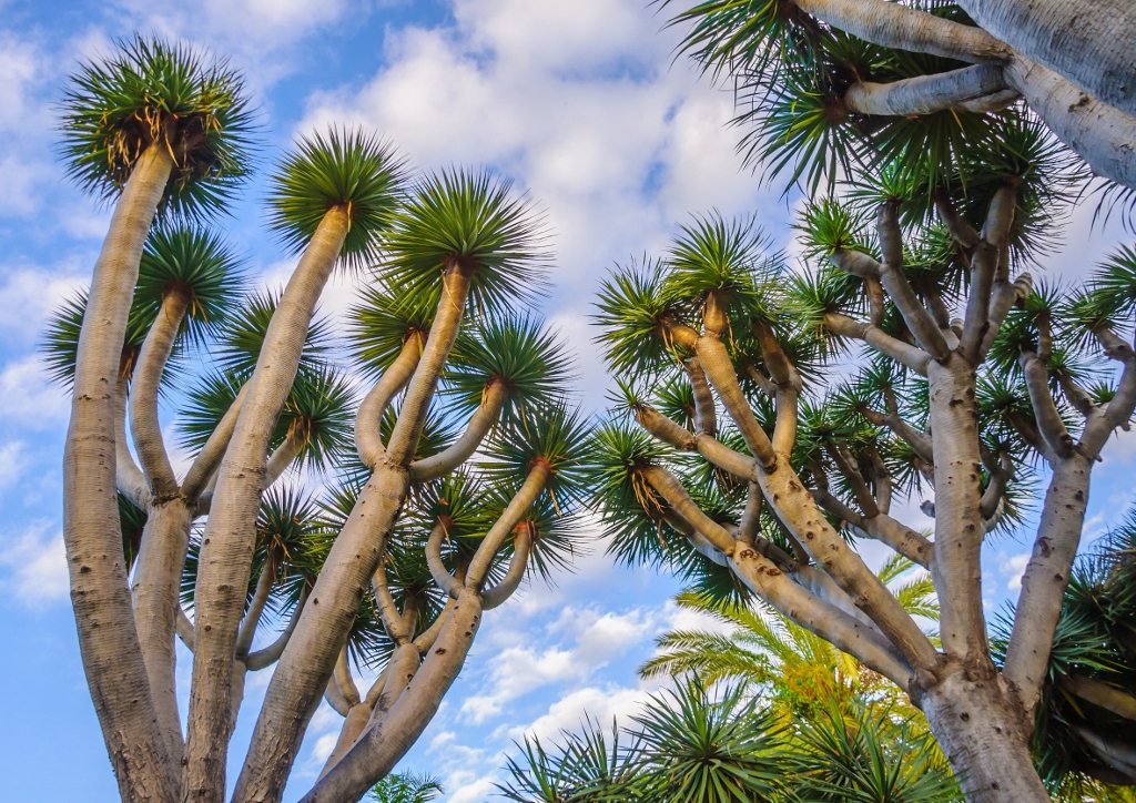 Drachenbaum, Dracaena, Drachenbäume