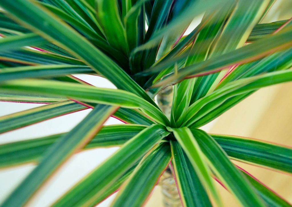 Drachenbaum, Dracaena, Dracaena reflexa, Dracaena marginata