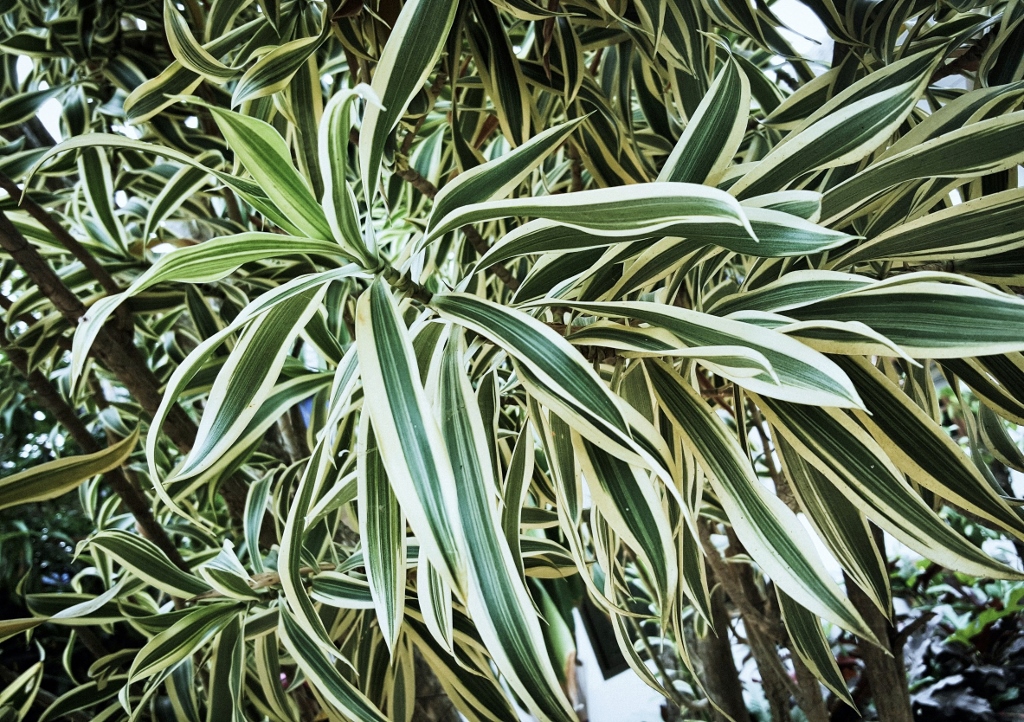 Drachenbaum, Dracaena, Drachenbäume, Dracaena fragrans