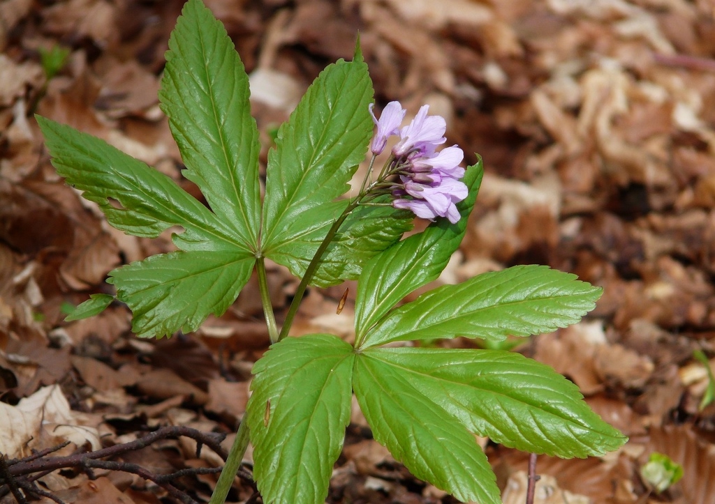 Finger-Zahnwurz, Cardamine pentaphyllos