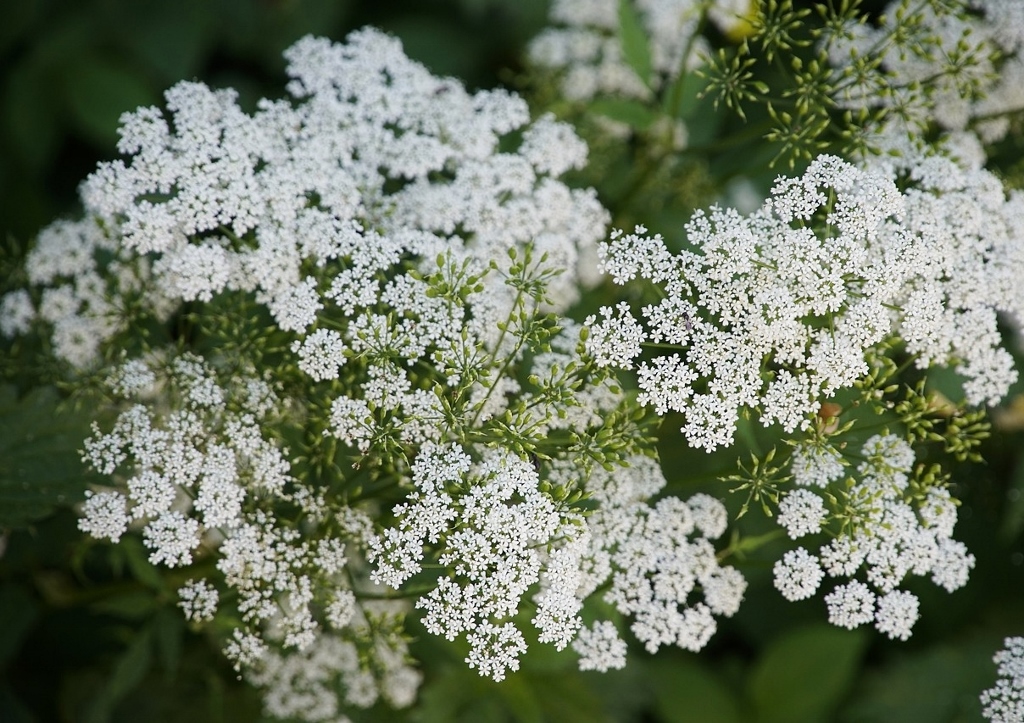 Giersch, Aegopodium podagraria, Blüten