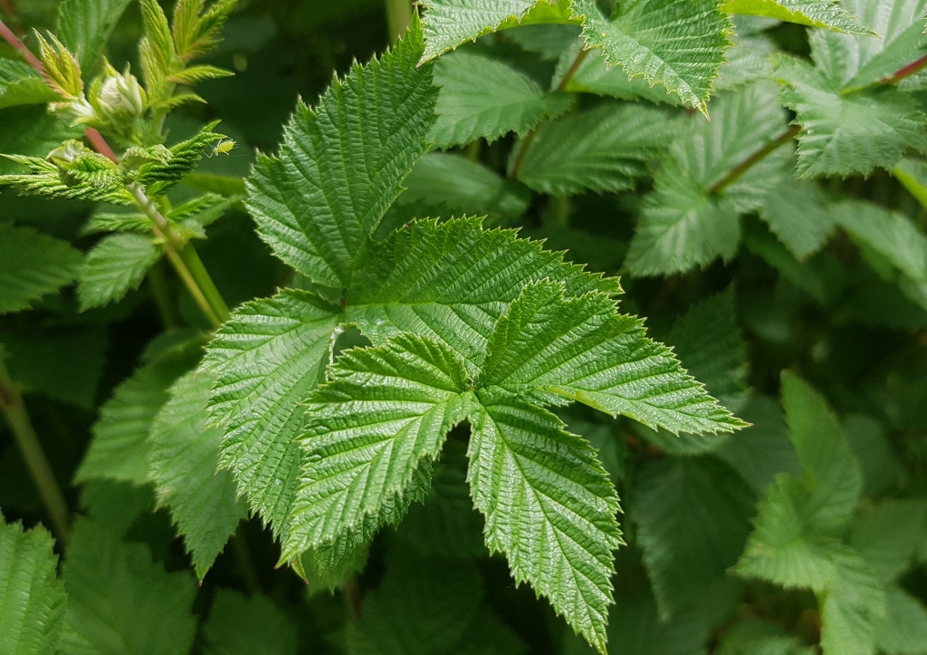 Mädesüß, Echtes Mädesüß, Filipendula ulmaria