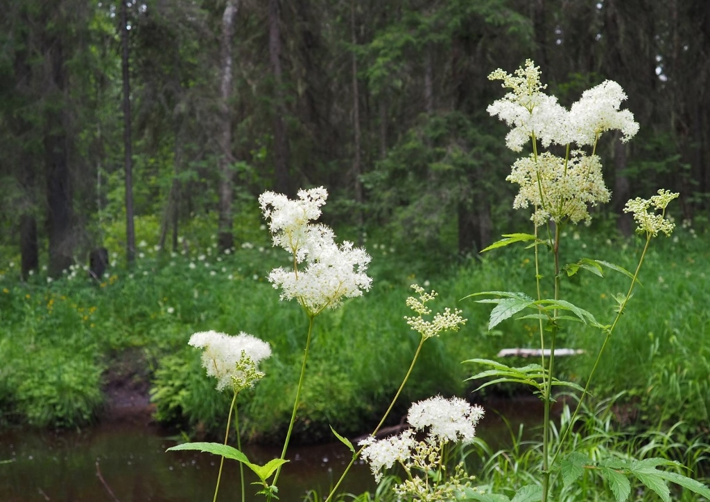 Mädesüß, Echtes Mädesüß, Filipendula ulmaria