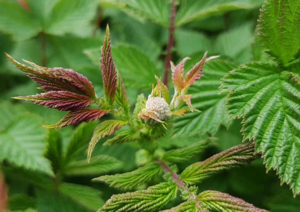 Mädesüß, Echtes Mädesüß, Filipendula ulmaria