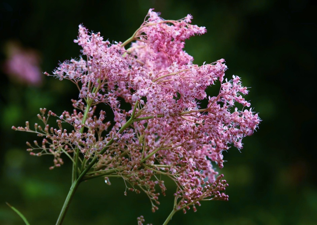 Rosa Mädesüß, Filipendula rubra