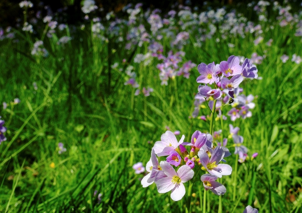 Wiesenschaumkraut, Cardamine pratensis