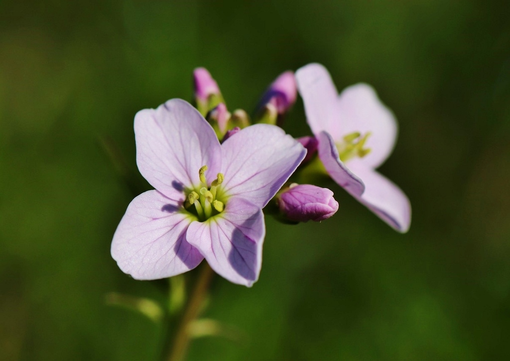 Wiesenschaumkraut, Cardamine pratensis