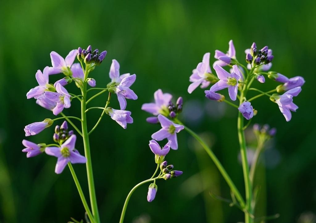 Wiesenschaumkraut, Cardamine pratensis