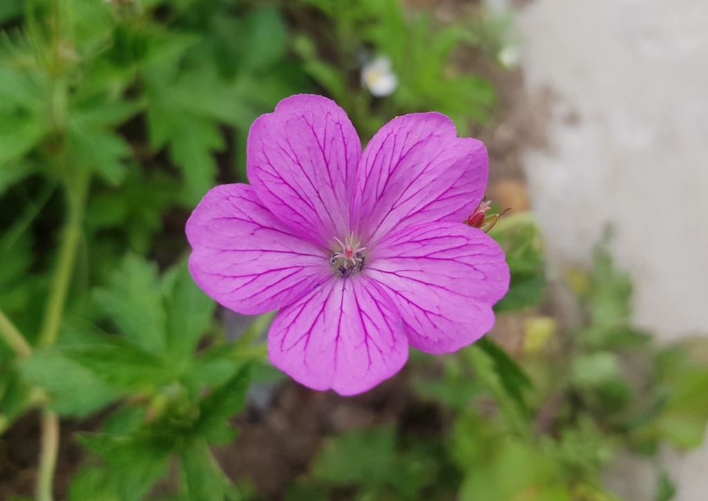 Storchschnabel, Geranien, Geranium, Blutroter Storchschnabel, Geranium sanguineum