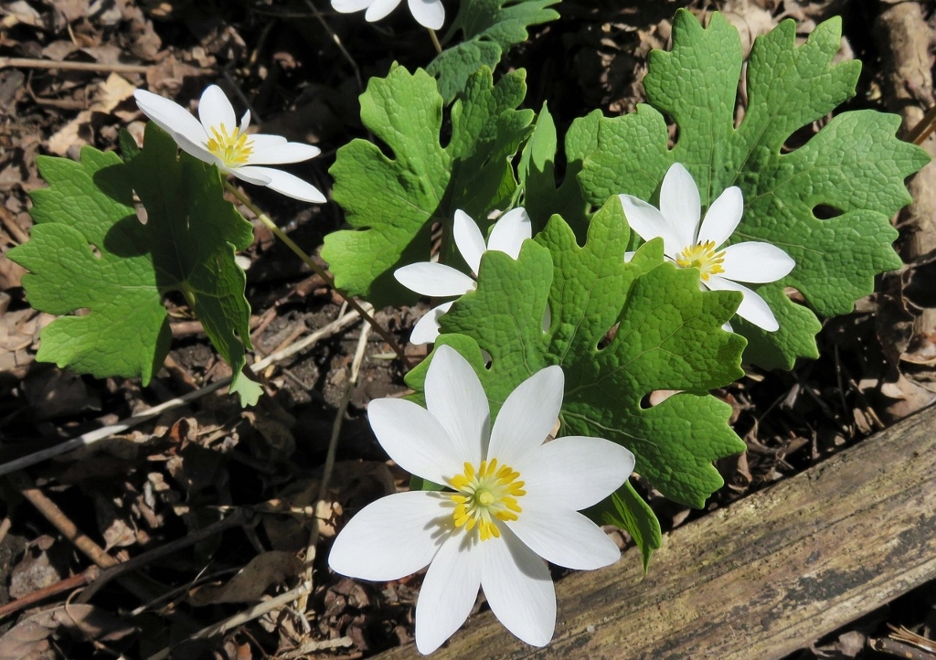 Blutwurz, Sanguinaria canadensis, Major