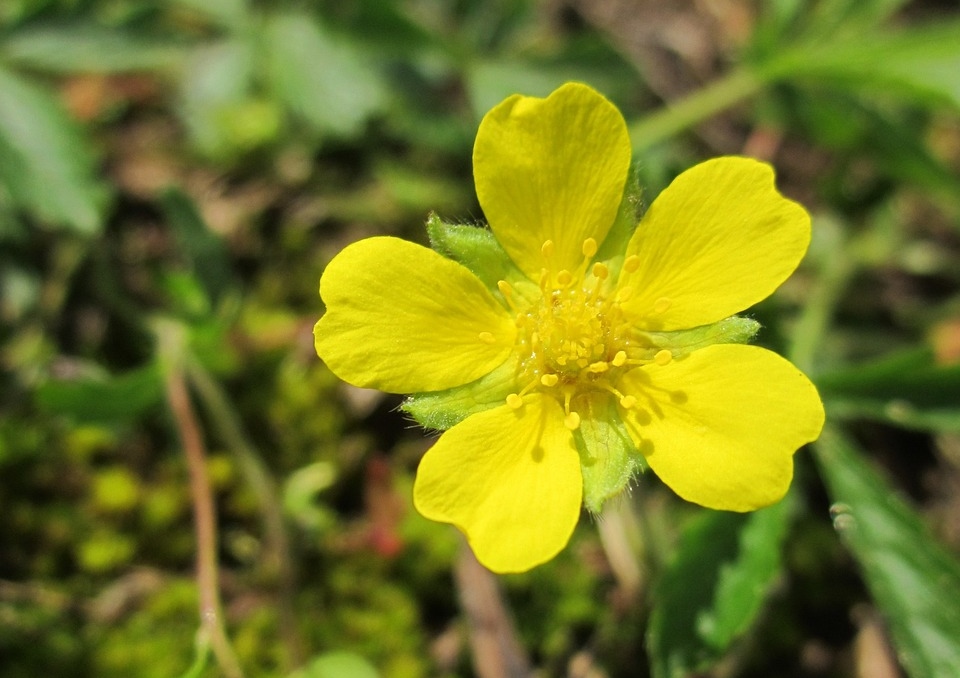 Blutwurz, Rotwurz, Aufrechtes Fingerkraut, Tormentill, Potentilla erecta