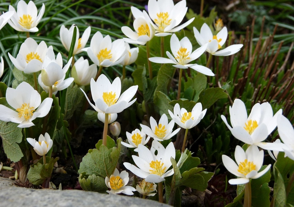 Blutwurz, Sanguinaria canadensis, Major