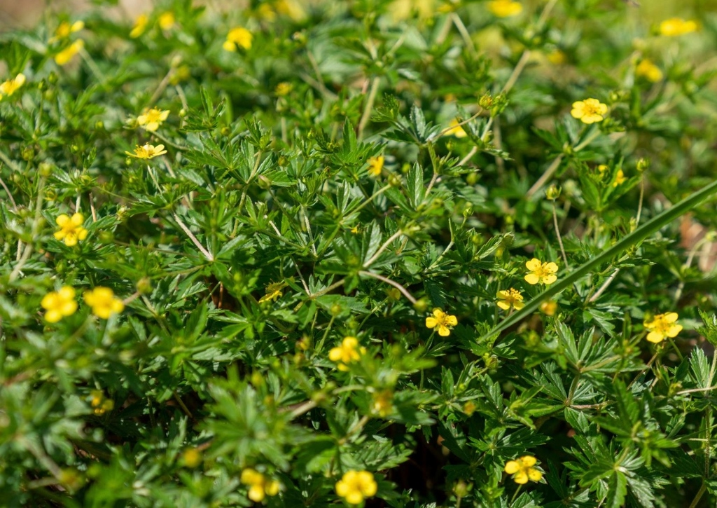 Blutwurz, Rotwurz, Aufrechtes Fingerkraut, Tormentill, Potentilla erecta